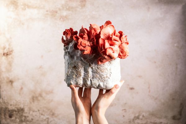 © Infinite Roots: mushroom culture